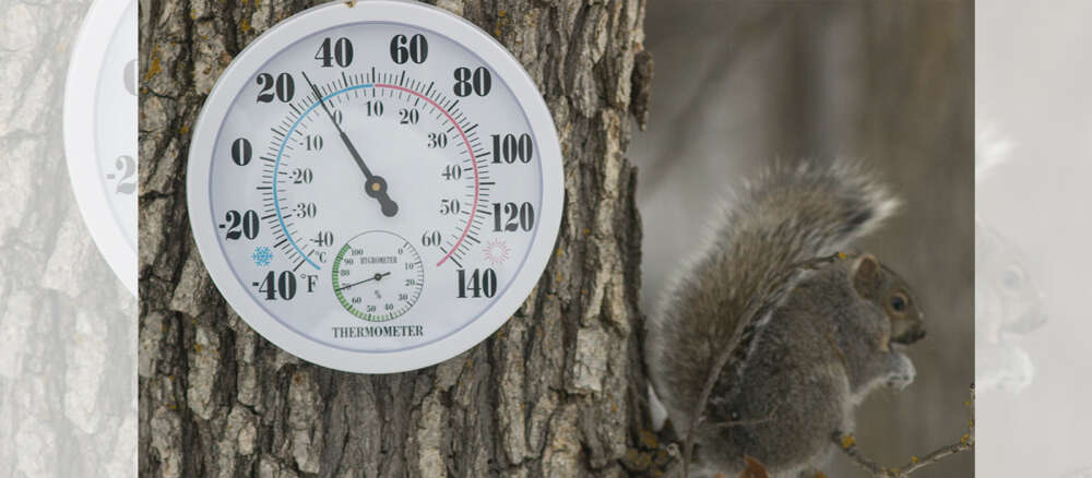 A grey squirrel on the branch of a tree. The squirrel is sitting next to the trunk which has a white, round weather thermometer in Celsius and Fahrenheit.