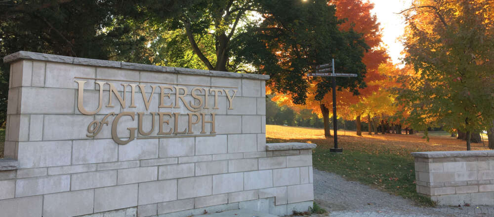 A grey stone wall with "University of Guelph" in gold letters in front of a treed field.
