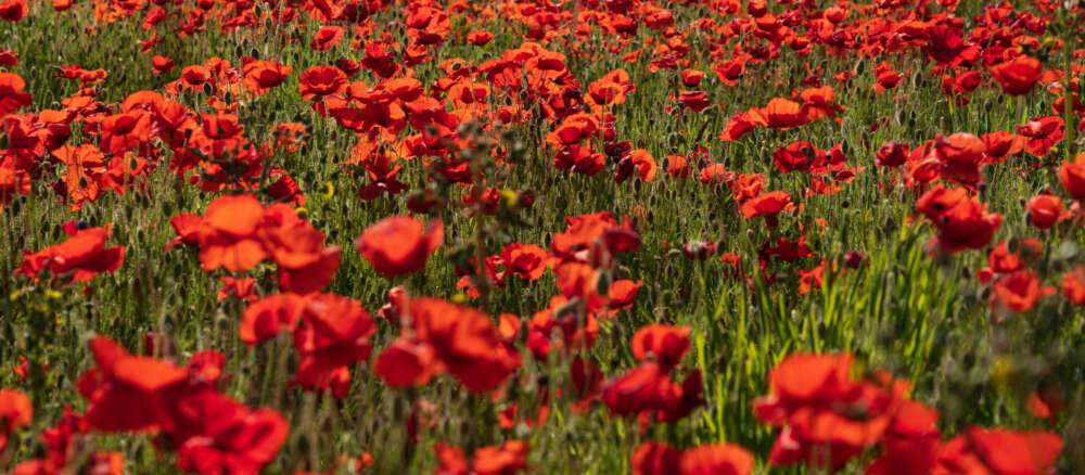 field of poppies