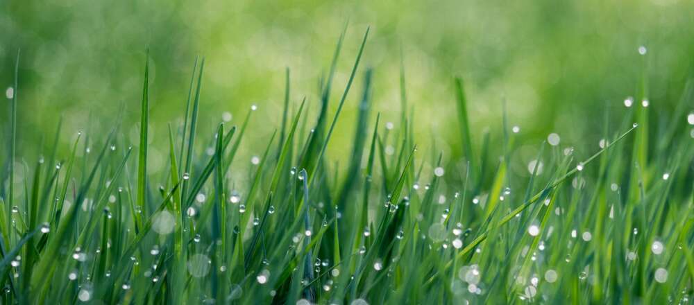 A green grass field with water dews