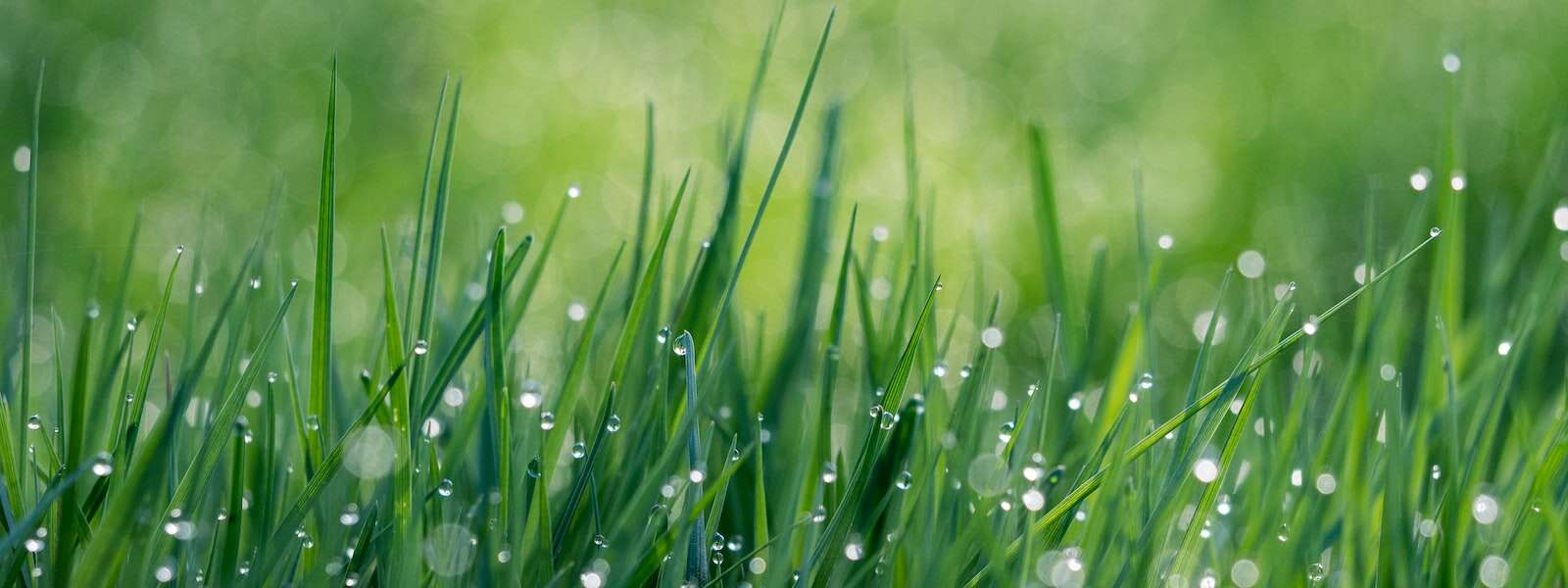 A green grass field with water dews