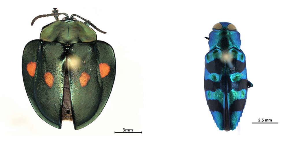 Primeros planos de dos insectos de colores brillantes