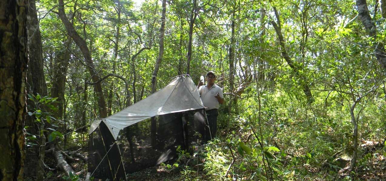 a man stands in a tropical forest holding a bottle in front of a large malaise trap