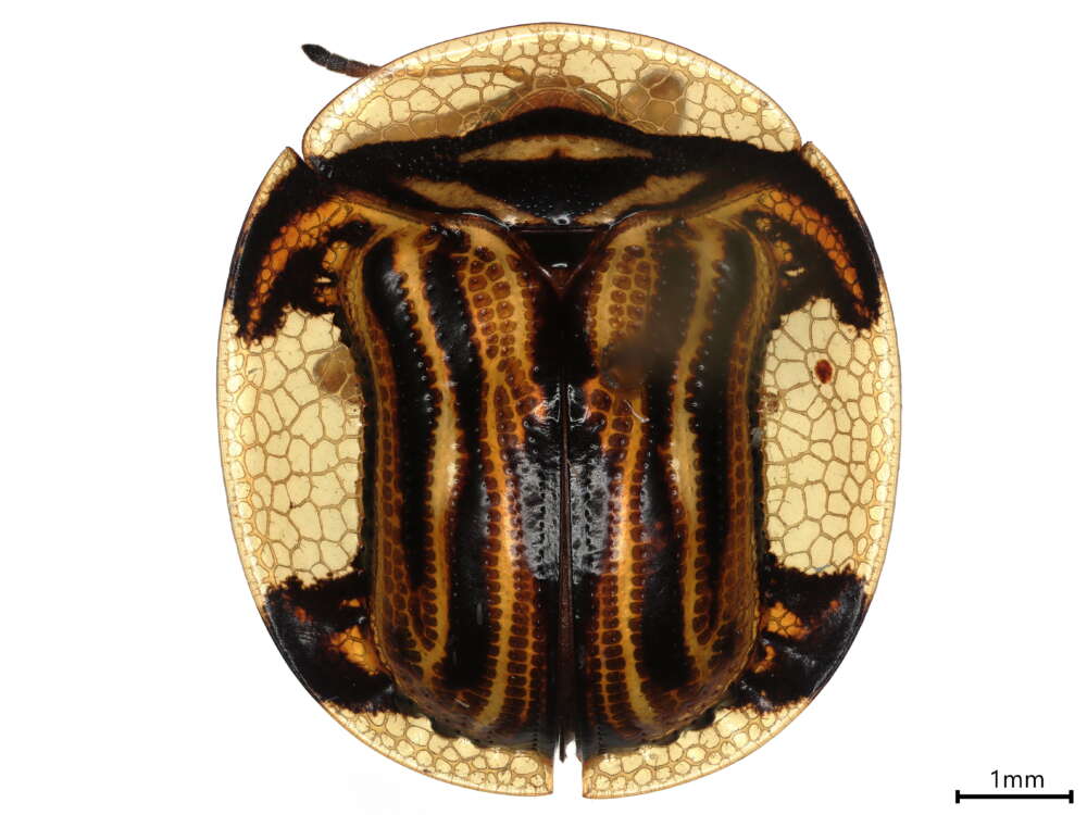 a closeup of a tortoiseshell beetle