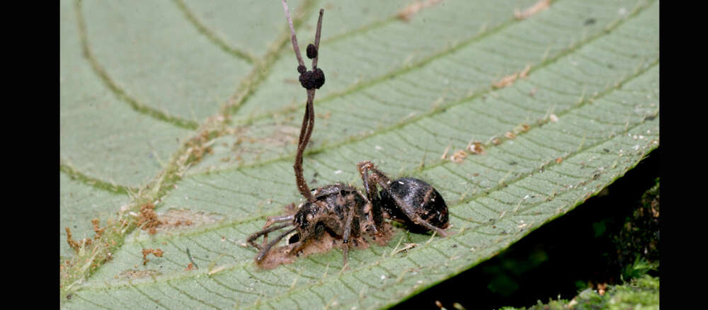 A black spider with a fungus shooting out of it on a green leaf