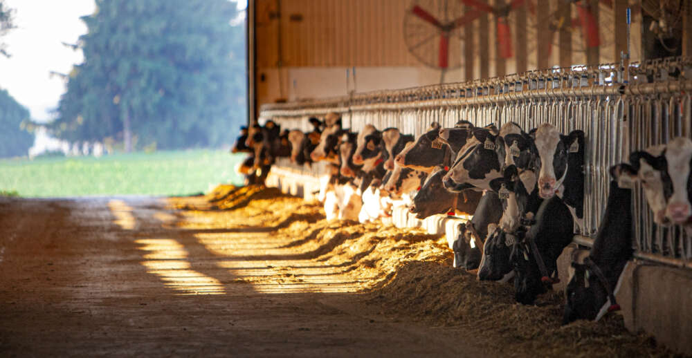 Several dozen cows eat hay through grates inside a barn