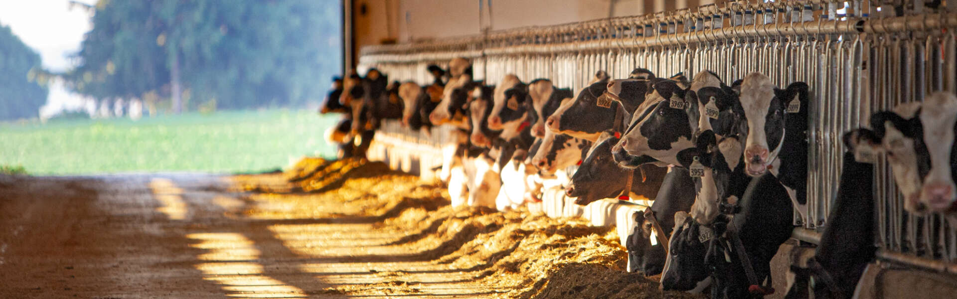 Several dozen cows eat hay through grates inside a barn