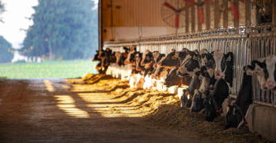 New Research Funding to Help Improve Dairy Sustainability, Herd Health