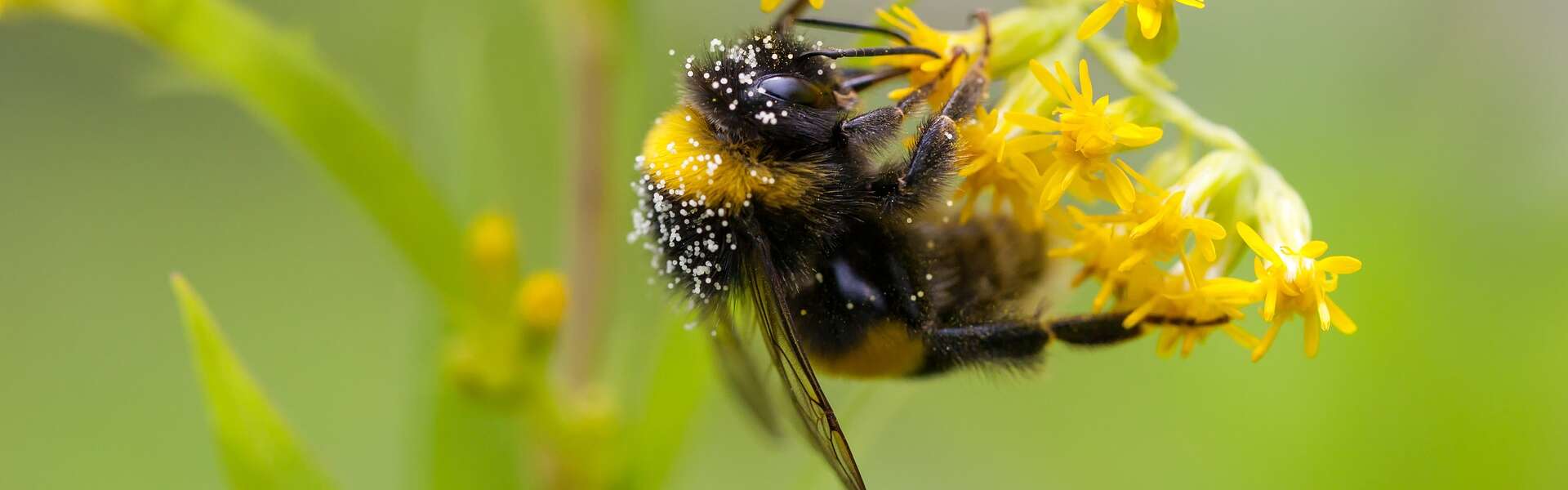 A black and yellow bee on small yellow flowers