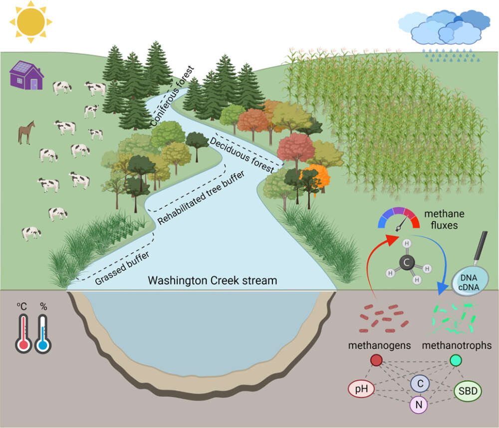 A diagram showing a creek in the middle, various types of riparian buffer zones and field uses and the role of microorganisms in methane emissions