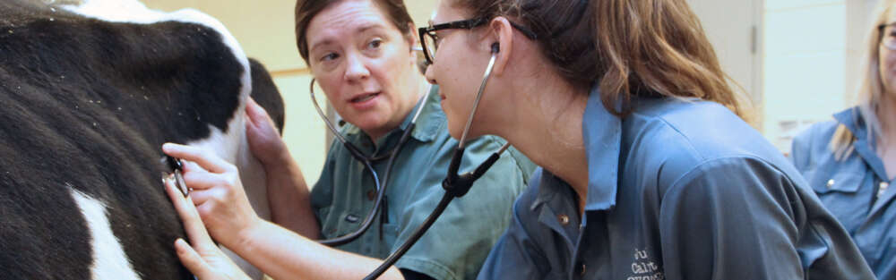 Two people hold stethoscopes against a cow while another student looks on