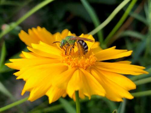 Closeup of a wild bee sitting on a large yellow flower