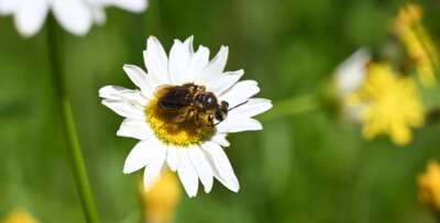 Wild Bees Need Significantly More Land: U of G Researcher