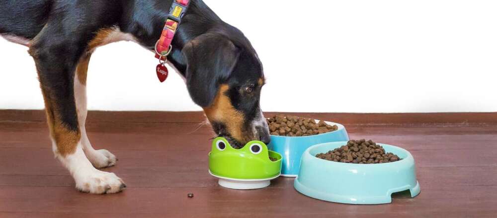 a bog bends down to eat kibble from one of 3 bowls