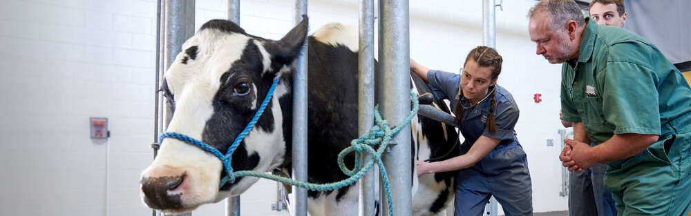 University of Guelph, Ontario Veterinary College students tending to a cow