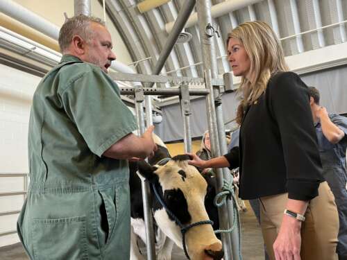 A veterenarian in green overalls and short grey hair stands in front of a black and white cow speaking to a person with long blonde hair in a black jacket and beige pants.