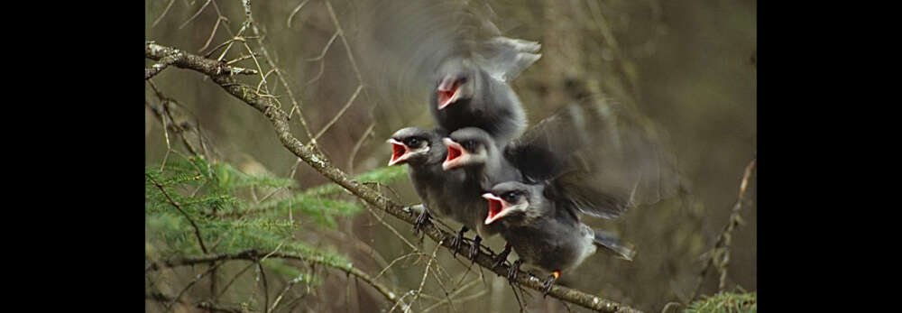 four baby birds stand on a branch and call out while flapping their wings and