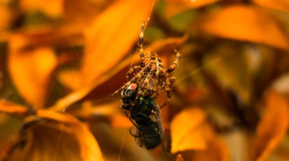 Closeup of brown spider on brown leaves eating a housefly