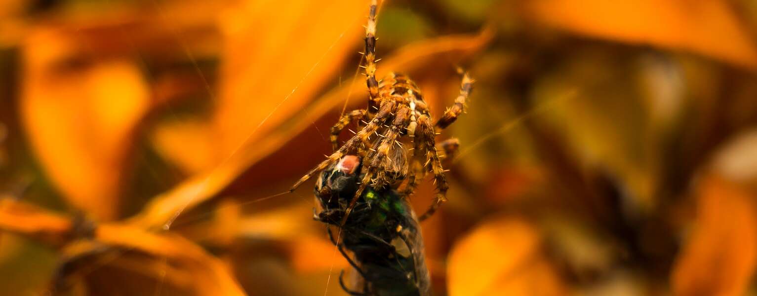 Closeup of brown spider on brown leaves eating a housefly