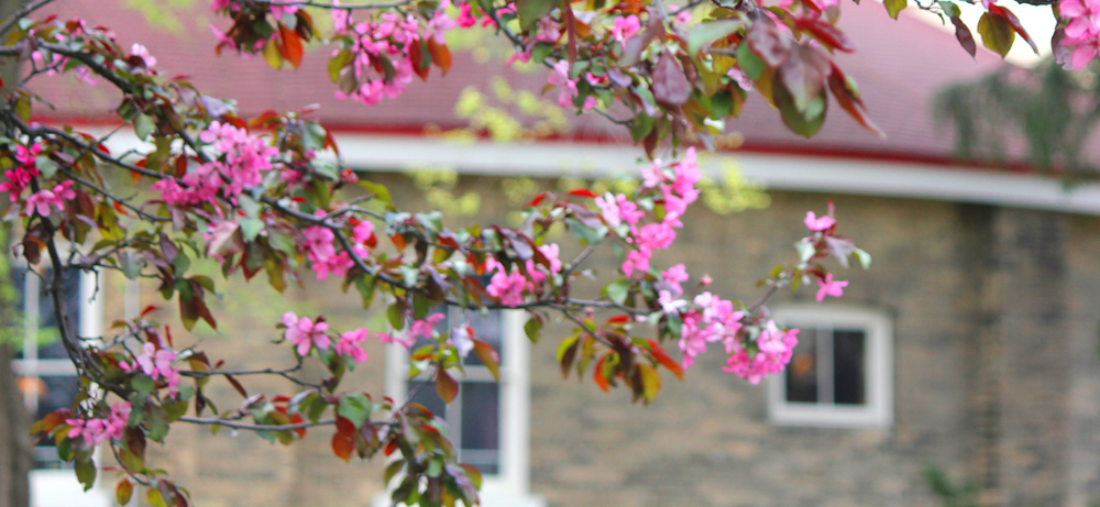 Closeup of pink blossoms on a tree with the bullring in the background.