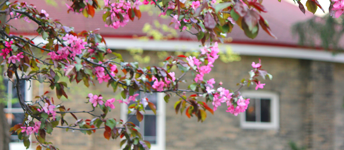 Closeup of pink blossoms on a tree with the bullring in the background.