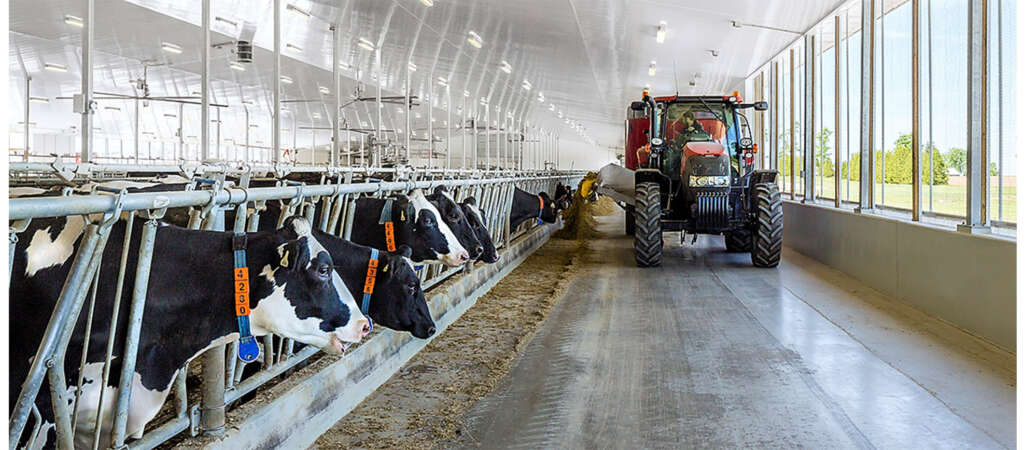 Lower-Burp Cows to Be Bred with World-Leading Methods Based on U of G Research