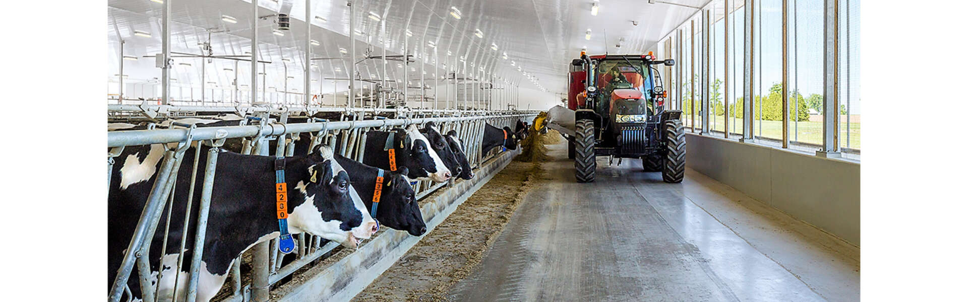 A tractors drops hay for cows in inside a white dairy research centre