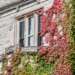 Close up of red and green ivy on Johnston Hall