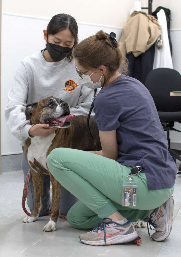 A dog is examine by two veterinary workers wearing masks