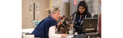 ICU Expansion Modernizes Veterinary Care, Training, Research at U of G