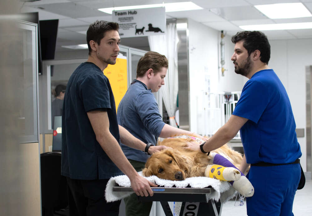 A Golden retriever with bandages on its front paws lies on a stretcher while 3 veterinary workers comfort him