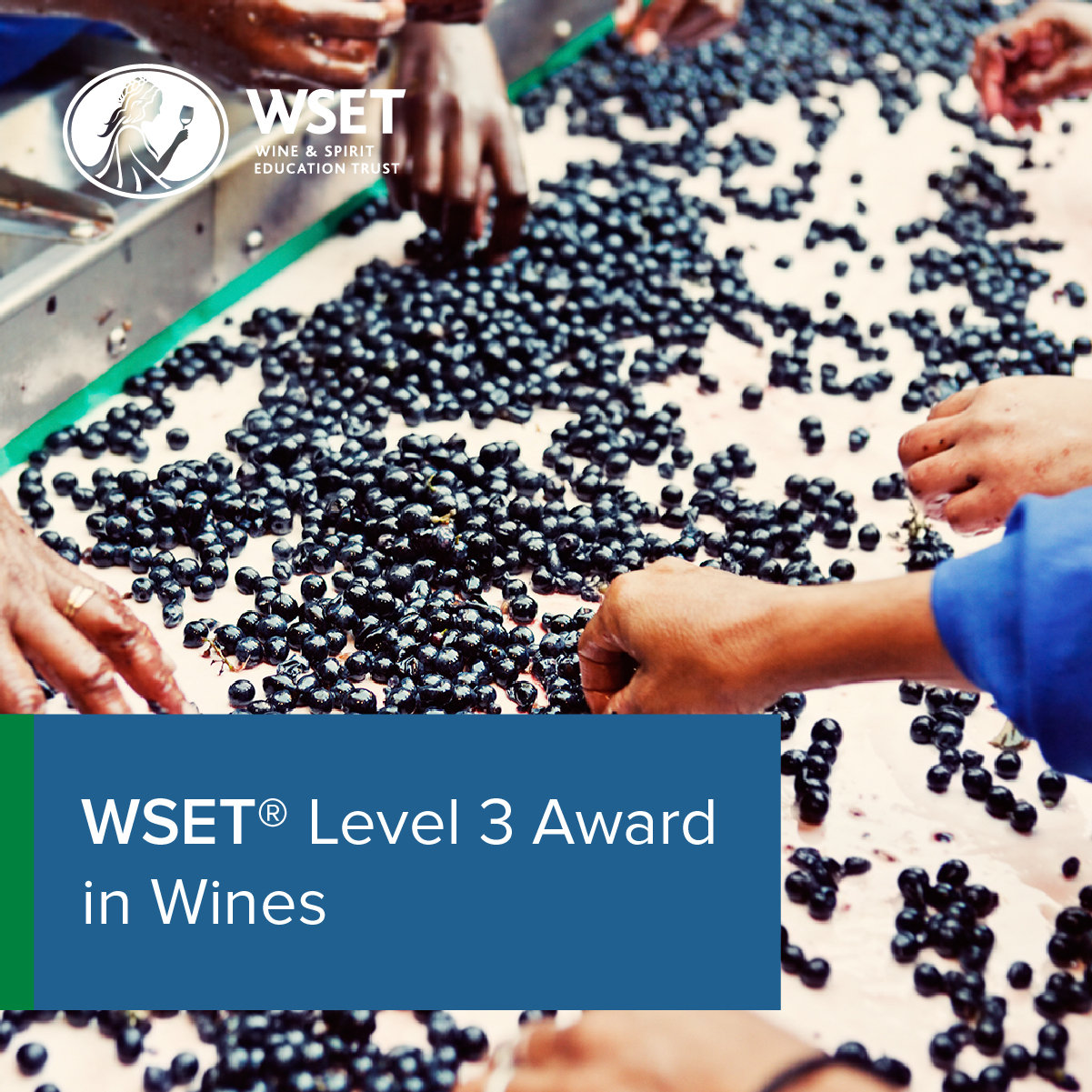 WSET Level 3 Award in Wines. WSET Wine & Spirit Education Trust logo. Many hands pick through a table of grapes.