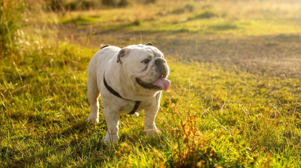 short-coated white dog