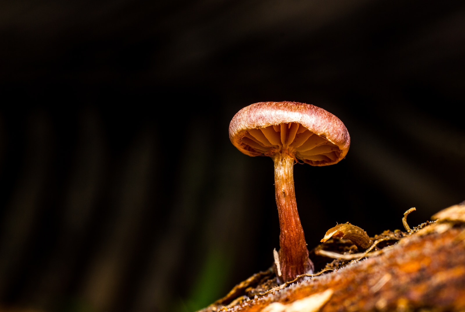 Psilocybin Attitudes Changing But Legalization Not Imminent Says