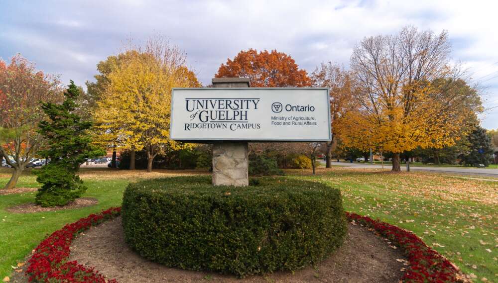 A sign reading University of Guelph Ridgetown campus is shown on a post surrounded by a circle of hedges with colourful autumn trees in the background