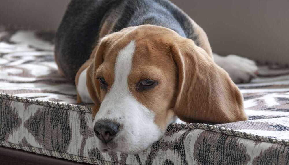 A beagle lays across a padded cushion looking tired.