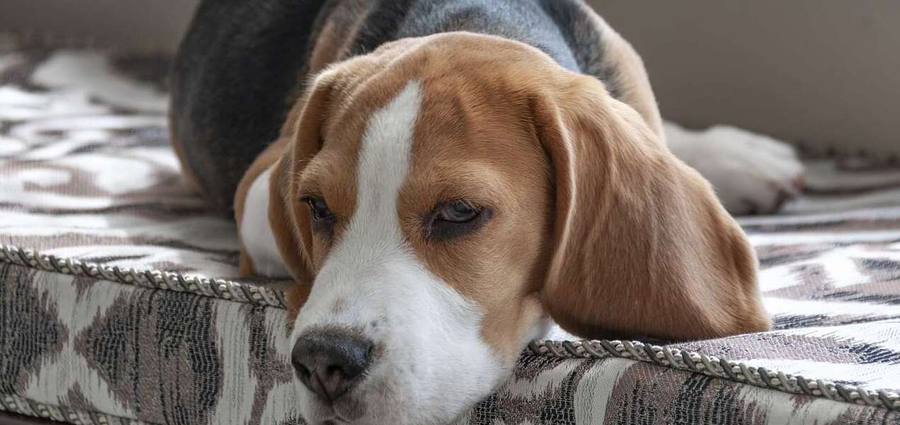 A beagle lays across a padded cushion looking tired.