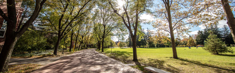 a wide angle view of the tree-lined brick path of Alumni Walk in the fall