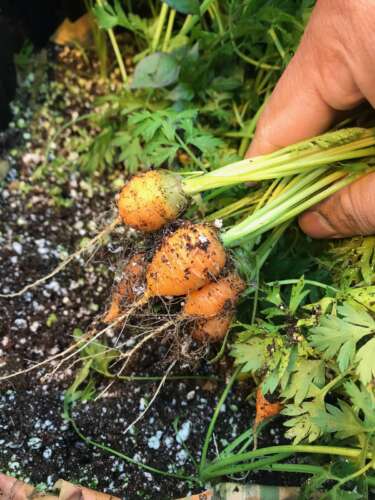 A bushel of orange carrots freshly picked from the ground is held by a hand with soil and greenery in the background.