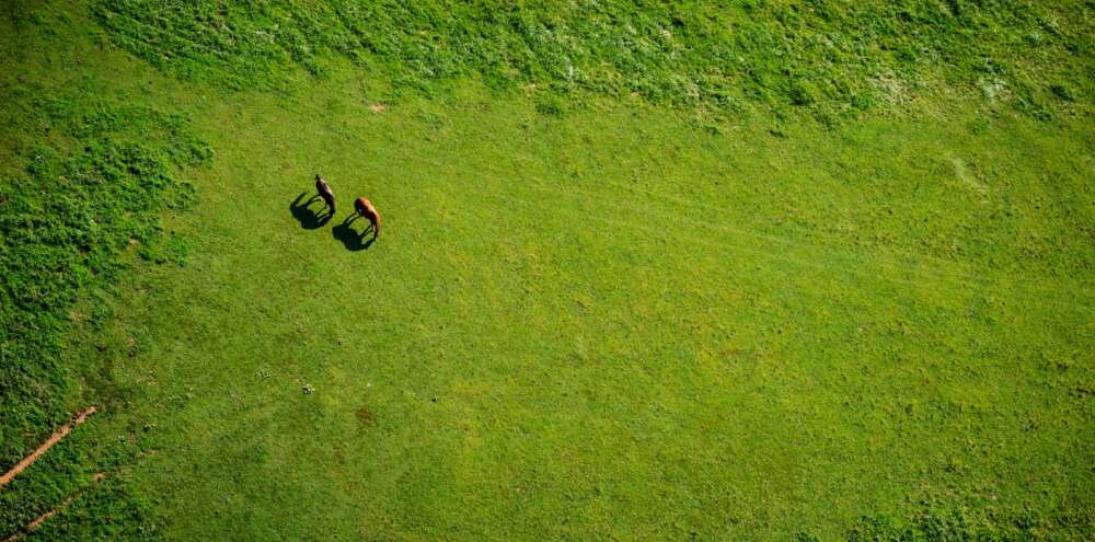 aerial view of green field with two cows grazing