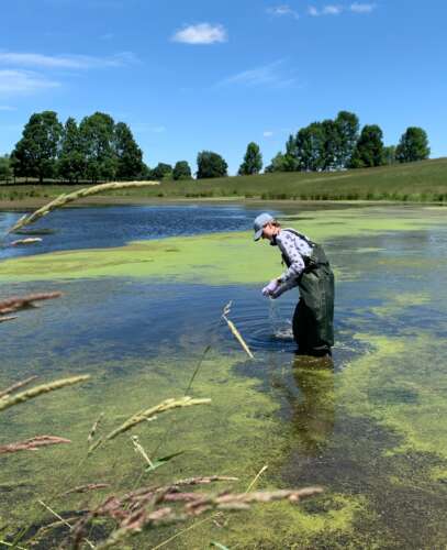A person in hip wader boots stands in an algae-covered pon collecing water samples