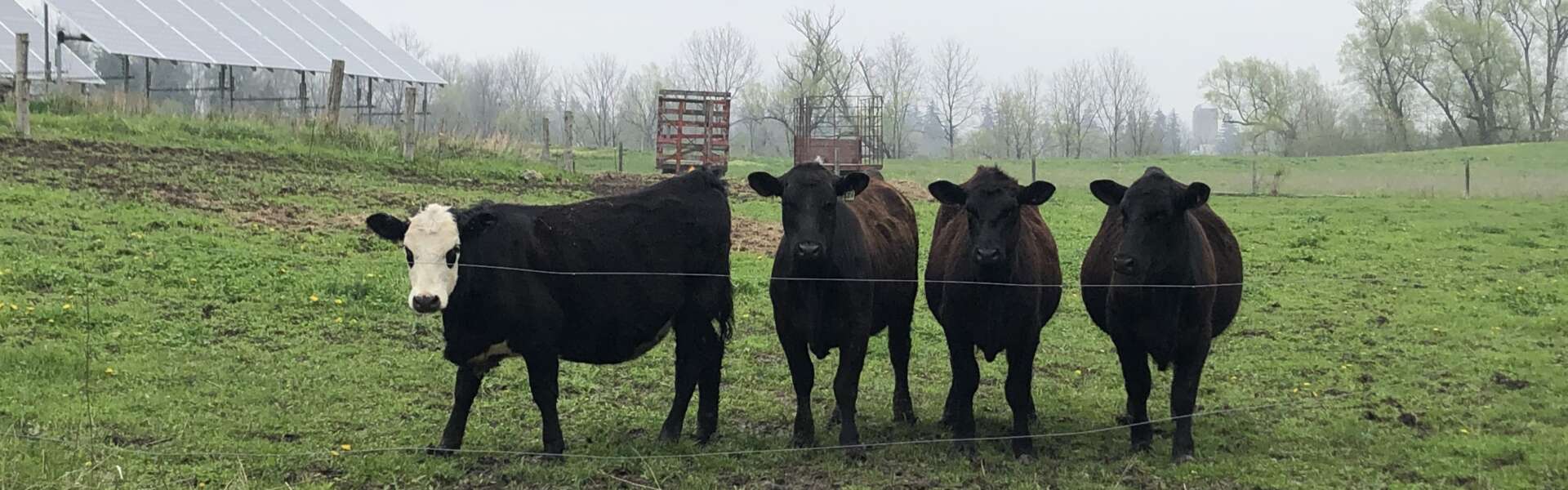 Four cows stand in a row in a foggy field in spring
