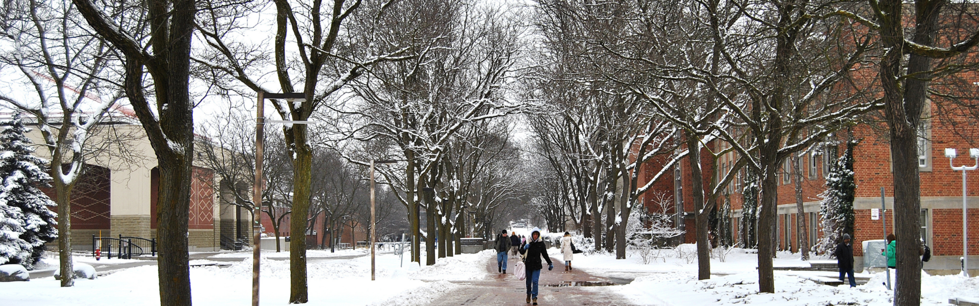 The tree-lined Alumni Walk on the University of Guelph campus on a snowy day.