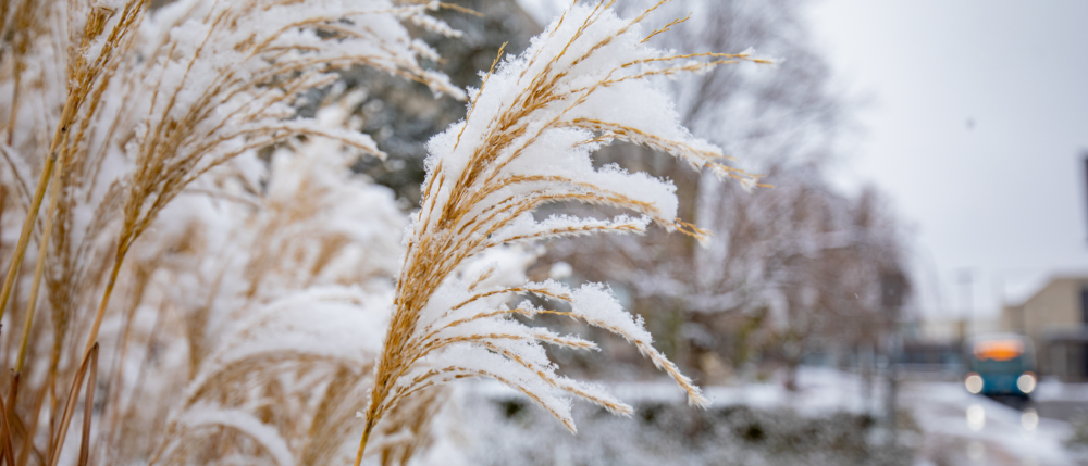 A closeup of tall grass covered in snow, blurry in the background is a Guelph Transit bus.