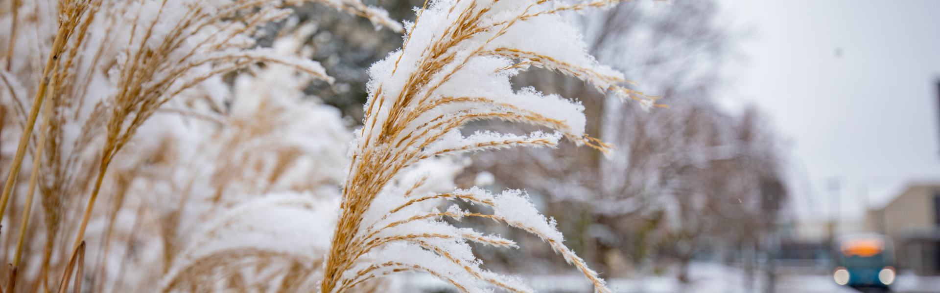 A closeup of tall grass covered in snow, blurry in the background is a Guelph Transit bus.