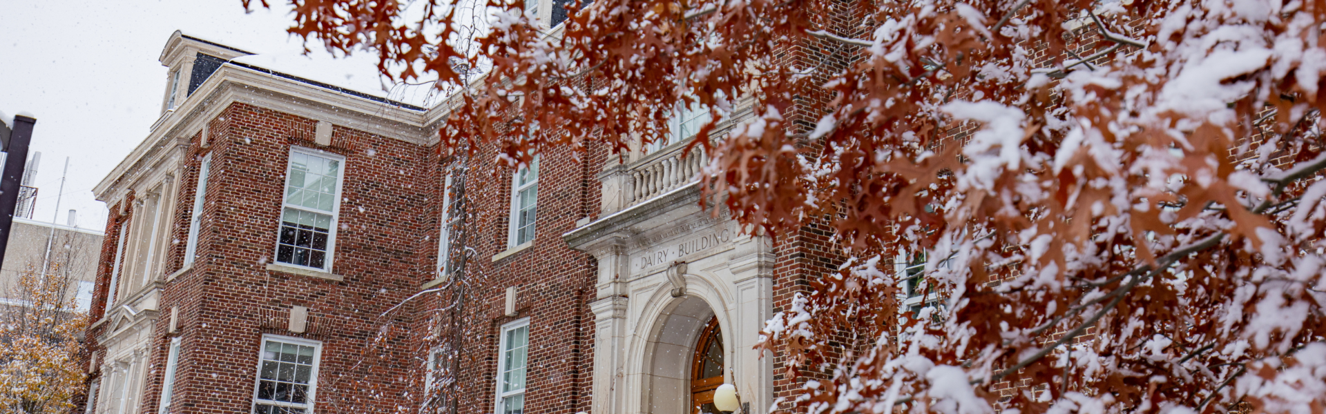 Looking through snow-covered red leaves at the Dairy building.