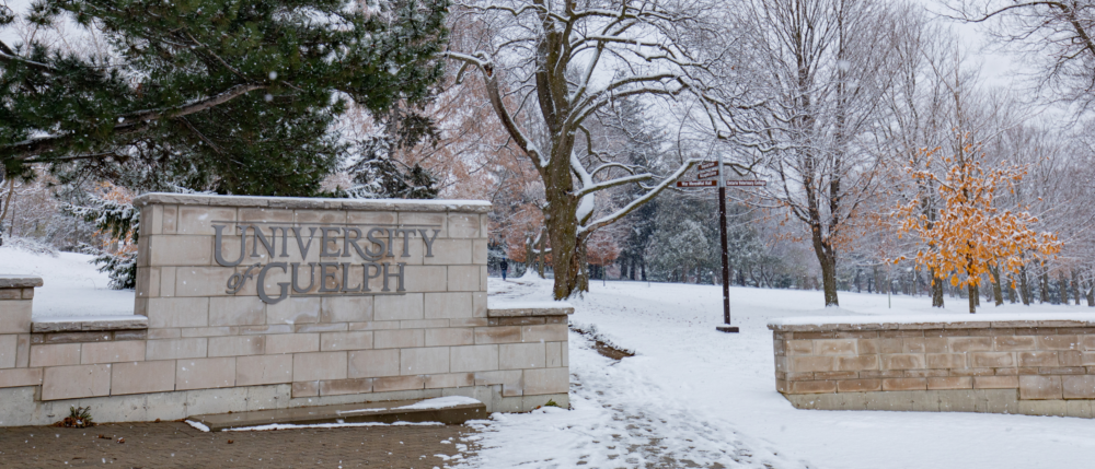 The University of Guelph sign on a stone wall on a snowy winter day.