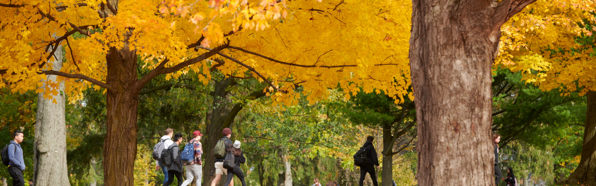 Students walk through trees with brilliant yellow leaves in the arboretum in the fall through trees.