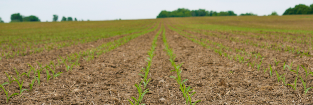 Twin row corn near Arthur, ON.
