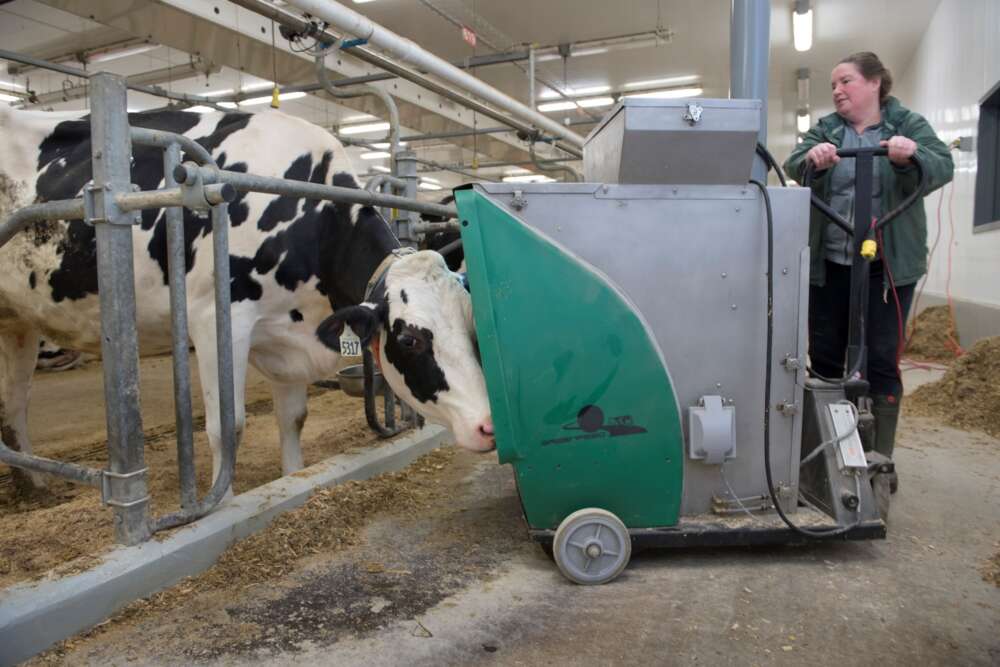 a person directs a green and steel feeding machine as a black and white cow reaches in their head to get the food